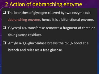 2.Action of debranching enzyme
 The branches of glycogen cleaved by two enzyme c/d
debranching enzyme, hence it is a bifunctional enzyme.
 Glycosyl 4:4 transferase removes a fragment of three or
four glucose residues.
 Amylo α-1,6-glucosidase breaks the α-1,6 bond at a
branch and releases a free glucose.
 
