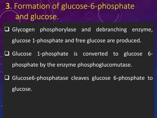 3. Formation of glucose-6-phosphate
and glucose.
 Glycogen phosphorylase and debranching enzyme,
glucose 1-phosphate and free glucose are produced.
 Glucose 1-phosphate is converted to glucose 6-
phosphate by the enzyme phosphoglucomutase.
 Glucose6-phosphatase cleaves glucose 6-phosphate to
glucose.
 