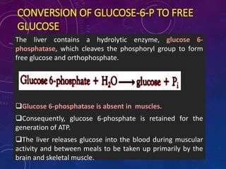 CONVERSION OF GLUCOSE-6-P TO FREE
GLUCOSE
The liver contains a hydrolytic enzyme, glucose 6-
phosphatase, which cleaves the phosphoryl group to form
free glucose and orthophosphate.
Glucose 6-phosphatase is absent in muscles.
Consequently, glucose 6-phosphate is retained for the
generation of ATP.
The liver releases glucose into the blood during muscular
activity and between meals to be taken up primarily by the
brain and skeletal muscle.
 