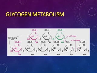 GLYCOGEN METABOLISM
 