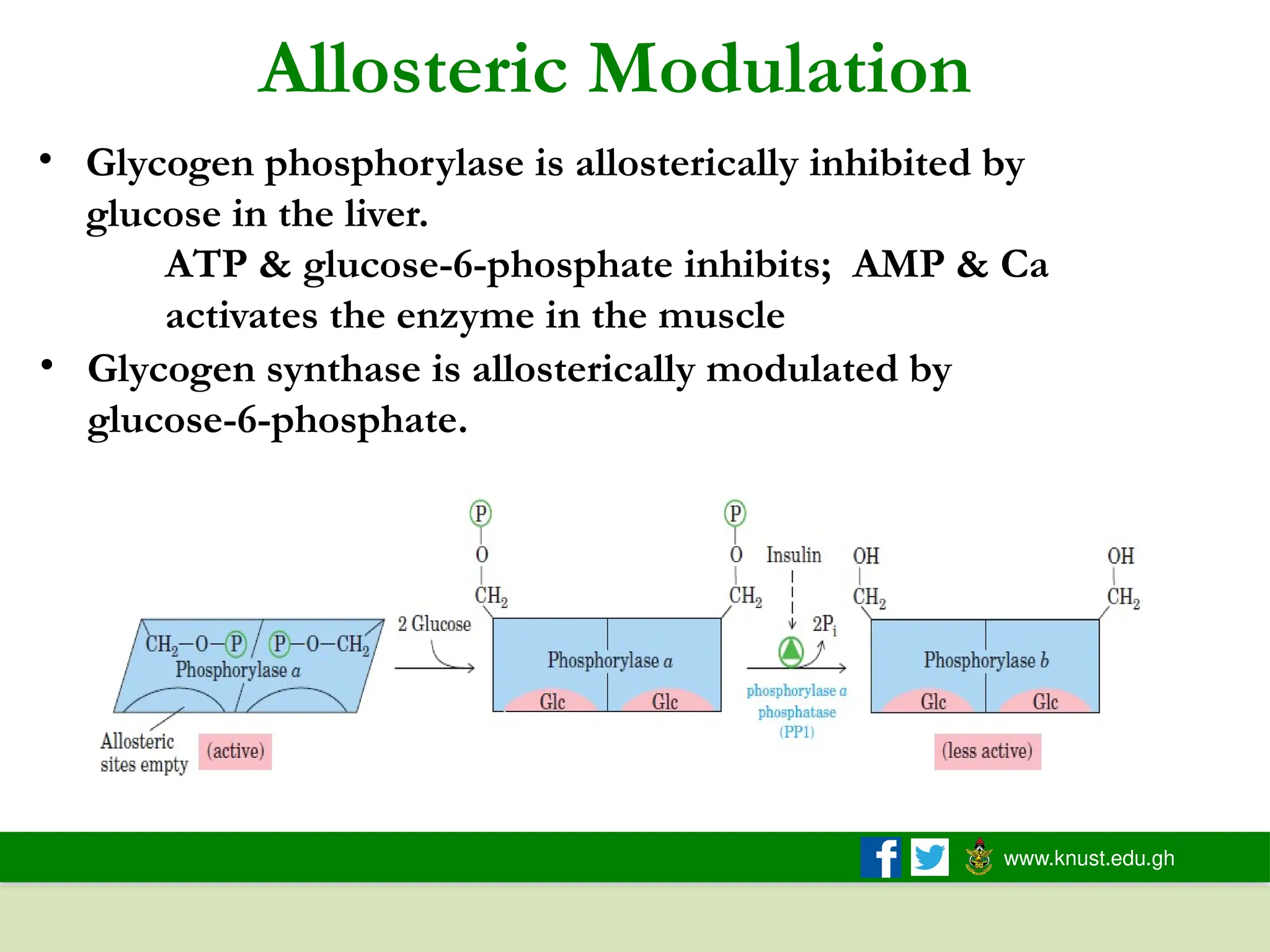 Lecture Note on Glycogen Metabolism_23.pptx