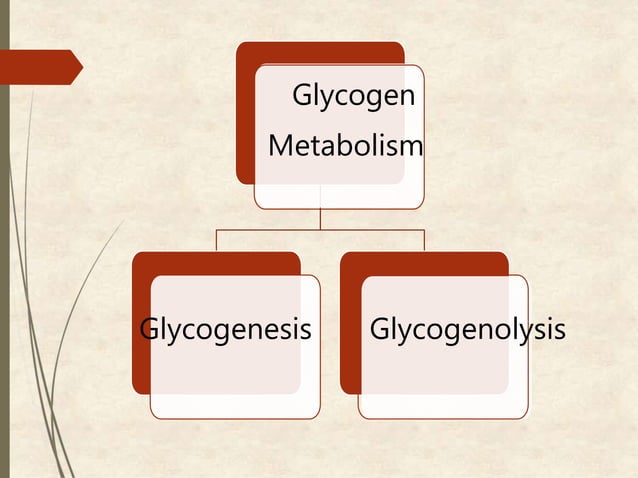 Glycogen metabolism and its regulation | PPTX | Endocrine and Metabolic ...