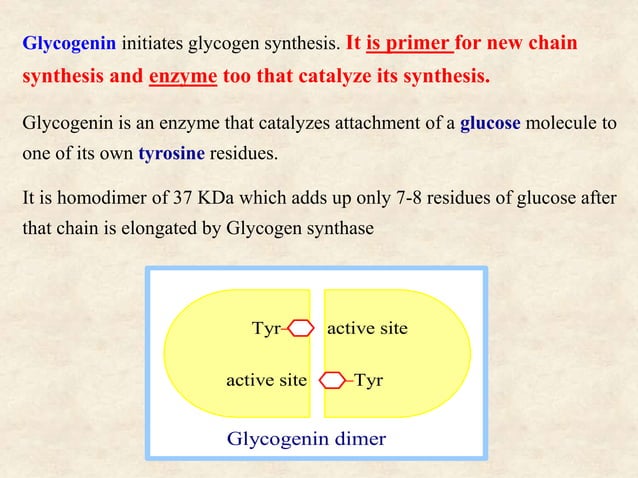 Glycogen metabolism and its regulation | PPTX | Endocrine and Metabolic ...