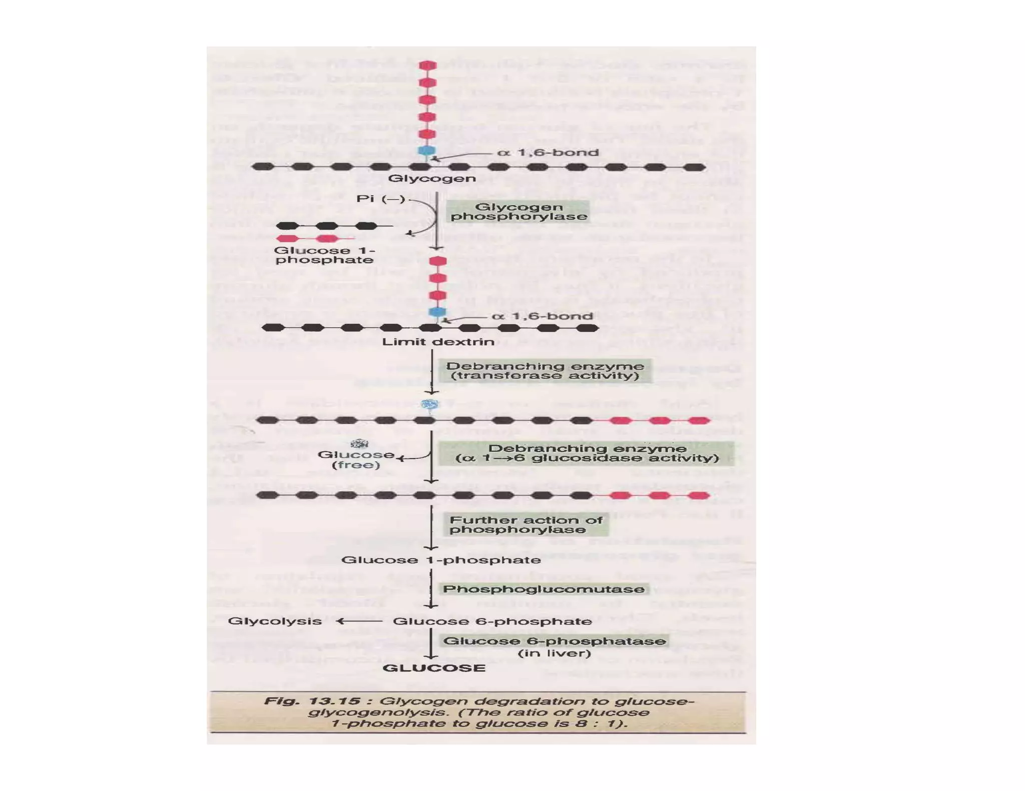 Glycogen metabolism pathway | PDF