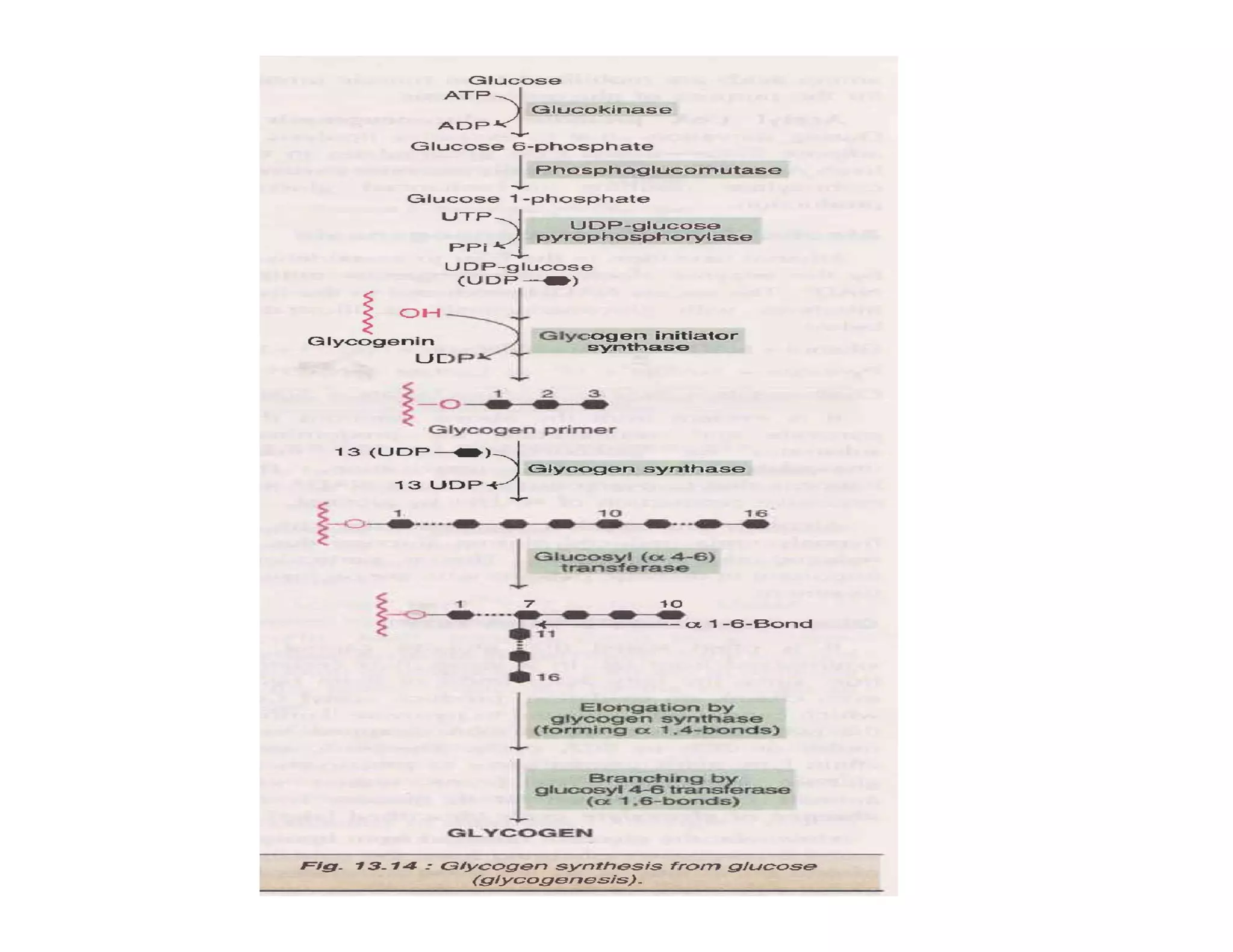 Glycogen metabolism pathway | PDF