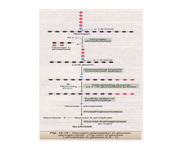 Glycogen metabolism pathway | PDF | Endocrine and Metabolic Diseases ...