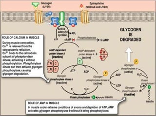 Glycogenolysis