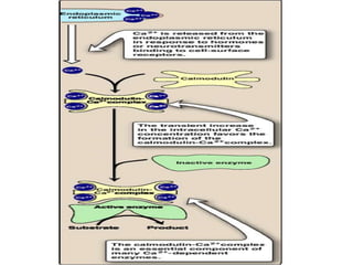 Glycogenolysis