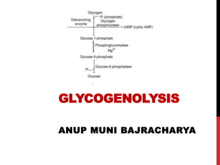 GLYCOGENOLYSIS
ANUP MUNI BAJRACHARYA
 