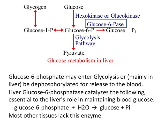 glycogenolysis glycogenolysis