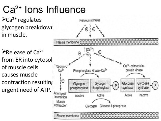 glycogenolysis glycogenolysis