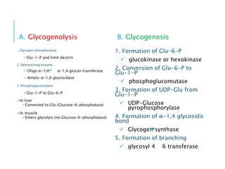 A. Glycogenolysis
1. Glycogen phosphorylase
Glu-1-P and limit dextrin
2. Debranching enzyme
Oligo α-1,4 α-1,4 glucan transferase
Amylo-α-1,6 glucosidase
3. Phosphoglucomutase
Glu-1-P to Glu-6-P
In liver
Converted to Glu (Glucose-6-phosphatase)
In muscle
Enters glycolyis (no Glucose-6-phosphatase)
B. Glycogenesis
1. Formation of Glu-6-P
 glucokinase or hexokinase
2. Conversion of Glu-6-P to
Glu-1-P
 phosphoglucomutase
3. Formation of UDP-Glu from
Glu-1-P
 UDP-Glucose
pyrophosphorylase
4. Formation of α-1,4 glycosidic
bond
 Glycogen synthase
5. Formation of branching
 glycosyl 4 6 transferase
 