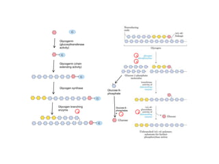 Glycogenin
(glucosyltransferase
activity)
Glycogenin (chain
extending activity)
Glycogen synthase
Glycogen branching
enzyme
Glucose 6-
phosphate
Glucose 6-
phosphatas
e
1
3
5
6
4
 