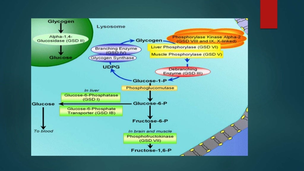 Glycogen storage diseases