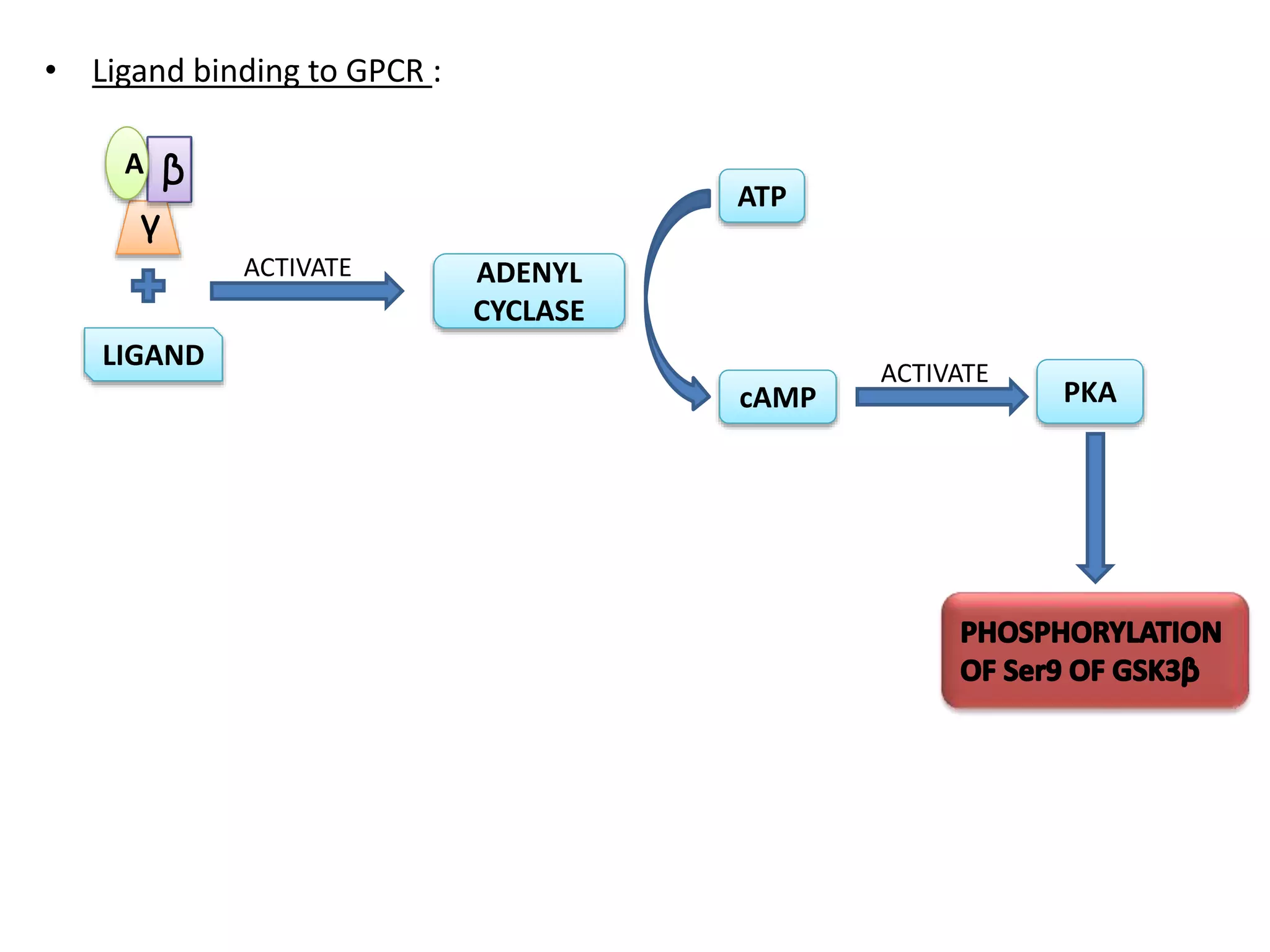 Glycogen synthase kinase-3 beta.pptx