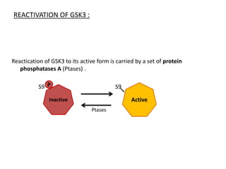 Glycogen synthase kinase-3 beta.pptx