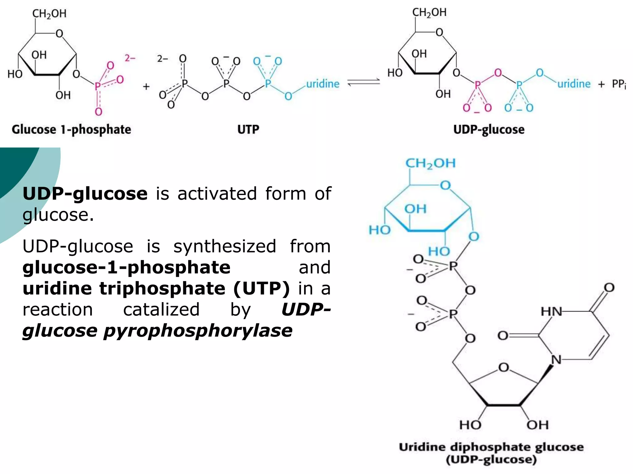 Glycogen Synthesis ppt