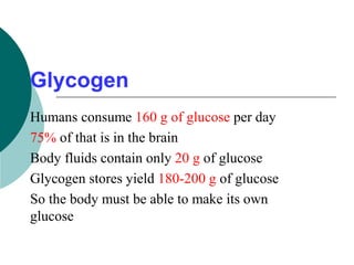 Glycogen
Humans consume 160 g of glucose per day
75% of that is in the brain
Body fluids contain only 20 g of glucose
Glycogen stores yield 180-200 g of glucose
So the body must be able to make its own
glucose
 