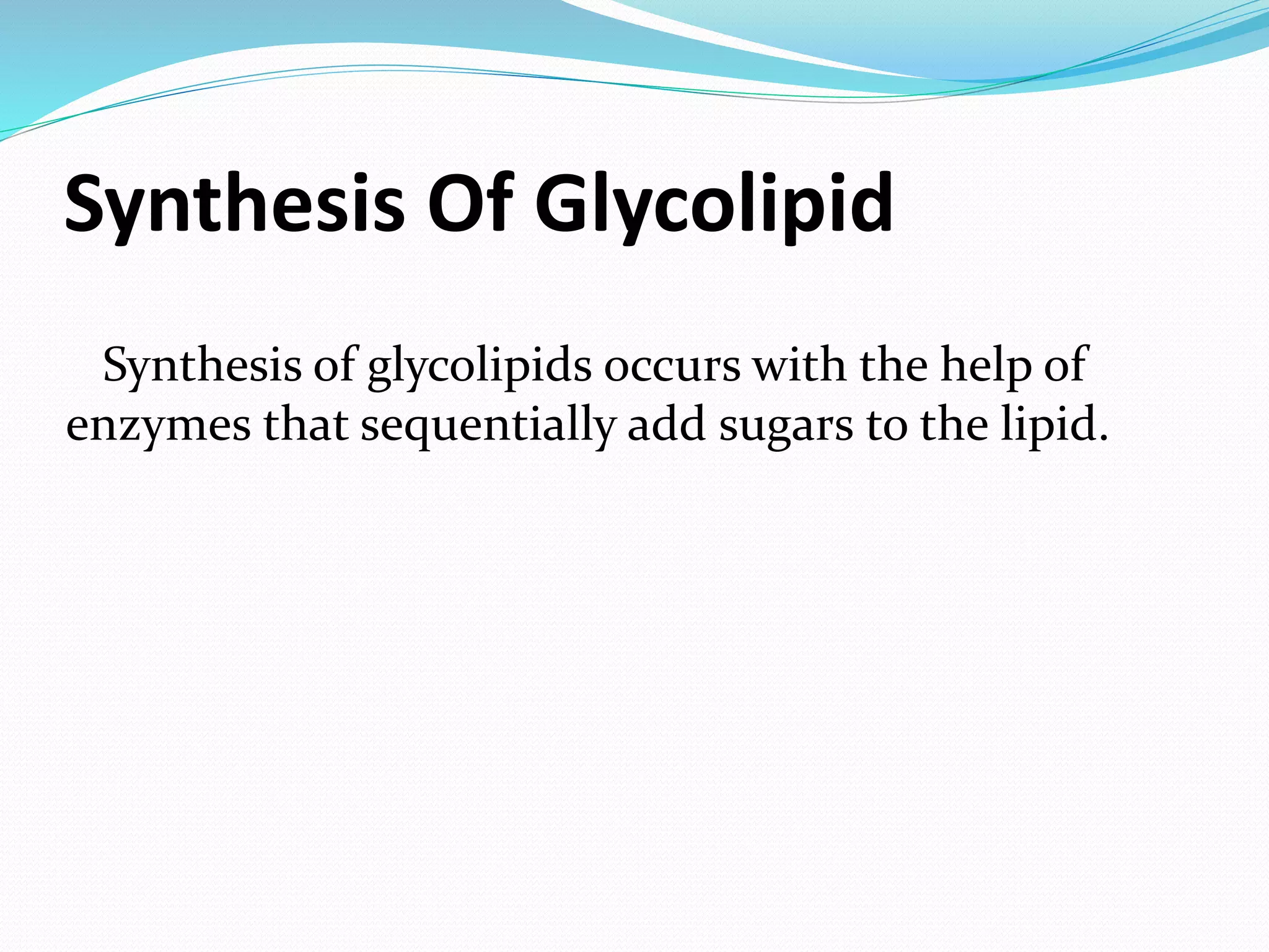 Synthesis Of Glycolipid 
Synthesis of glycolipids occurs with the help of 
enzymes that sequentially add sugars to the lipid. 
 