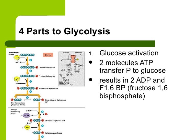 Glycolysis