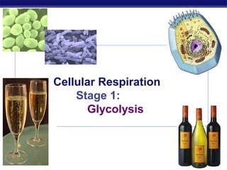 Cellular Respiration
                 Stage 1:
                   Glycolysis



AP Biology                          2007-2008
 