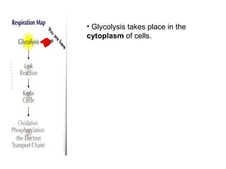 • Glycolysis takes place in the
cytoplasm of cells.
 