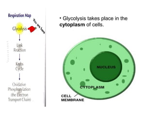 • Glycolysis takes place in the
cytoplasm of cells.
 