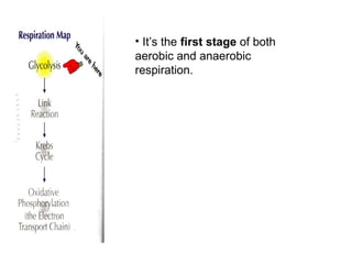 • It’s the first stage of both
aerobic and anaerobic
respiration.
 