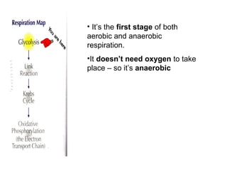 • It’s the first stage of both
aerobic and anaerobic
respiration.
•It doesn’t need oxygen to take
place – so it’s anaerobic
 