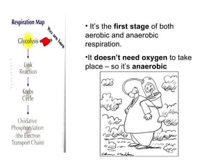 • It’s the first stage of both
aerobic and anaerobic
respiration.
•It doesn’t need oxygen to take
place – so it’s anaerobic
 