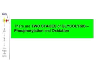 There are TWO STAGES of GLYCOLYSIS –
Phosphorylation and Oxidation
 