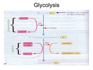 Glycolysis
 