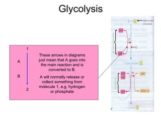 Glycolysis
1
2
A
B
These arrows in diagrams
just mean that A goes into
the main reaction and is
converted to B.
A will normally release or
collect something from
molecule 1, e.g. hydrogen
or phosphate
 