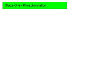 Stage One - Phosphorylation
 