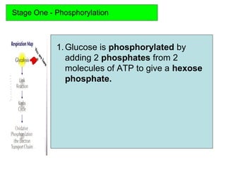 Stage One - Phosphorylation
1.Glucose is phosphorylated by
adding 2 phosphates from 2
molecules of ATP to give a hexose
phosphate.
 