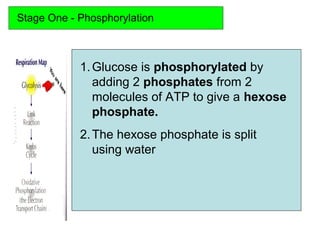 Stage One - Phosphorylation
1.Glucose is phosphorylated by
adding 2 phosphates from 2
molecules of ATP to give a hexose
phosphate.
2.The hexose phosphate is split
using water
 