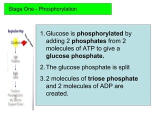 Stage One - Phosphorylation
1.Glucose is phosphorylated by
adding 2 phosphates from 2
molecules of ATP to give a
glucose phosphate.
2.The glucose phosphate is split
3.2 molecules of triose phosphate
and 2 molecules of ADP are
created.
 