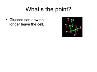 What’s the point?
• Glucose can now no
longer leave the cell.
 