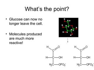 What’s the point?
• Glucose can now no
longer leave the cell.
• Molecules produced
are much more
reactive!
 