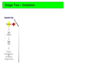 Stage Two - Oxidation
 