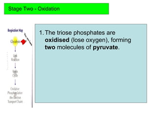 Stage Two - Oxidation
1.The triose phosphates are
oxidised (lose oxygen), forming
two molecules of pyruvate.
 