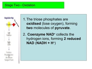 Stage Two - Oxidation
1.The triose phosphates are
oxidised (lose oxygen), forming
two molecules of pyruvate.
2. Coenzyme NAD+
collects the
hydrogen ions, forming 2 reduced
NAD (NADH + H+
)
 