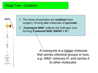 Stage Two - Oxidation
1. The triose phosphates are oxidised (lose
oxygen), forming two molecules of pyruvate.
2. Coenzyme NAD+
collects the hydrogen ions,
forming 2 reduced NAD (NADH + H+
)
A coenzyme is a helper molecule
that carries chemical groups or ions,
e.g. NAD+
removes H+
and carries it
to other molecules.
 