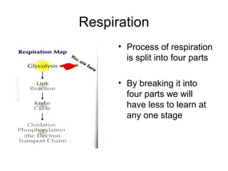 Respiration
• Process of respiration
is split into four parts
• By breaking it into
four parts we will
have less to learn at
any one stage
 