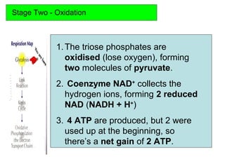 Stage Two - Oxidation
1.The triose phosphates are
oxidised (lose oxygen), forming
two molecules of pyruvate.
2. Coenzyme NAD+
collects the
hydrogen ions, forming 2 reduced
NAD (NADH + H+
)
3. 4 ATP are produced, but 2 were
used up at the beginning, so
there’s a net gain of 2 ATP.
 