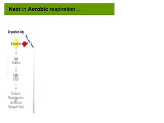 Next in Aerobic respiration….
 