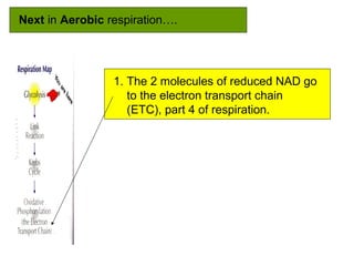 Next in Aerobic respiration….
1. The 2 molecules of reduced NAD go
to the electron transport chain
(ETC), part 4 of respiration.
 