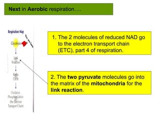 Next in Aerobic respiration….
1. The 2 molecules of reduced NAD go
to the electron transport chain
(ETC), part 4 of respiration.
2. The two pyruvate molecules go into
the matrix of the mitochondria for the
link reaction.
 
