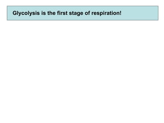 Glycolysis is the first stage of respiration!
 