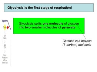 Glycolysis is the first stage of respiration!
Glycolysis splits one molecule of glucose
into two smaller molecules of pyruvate
Glucose is a hexose
(6-carbon) molecule
 